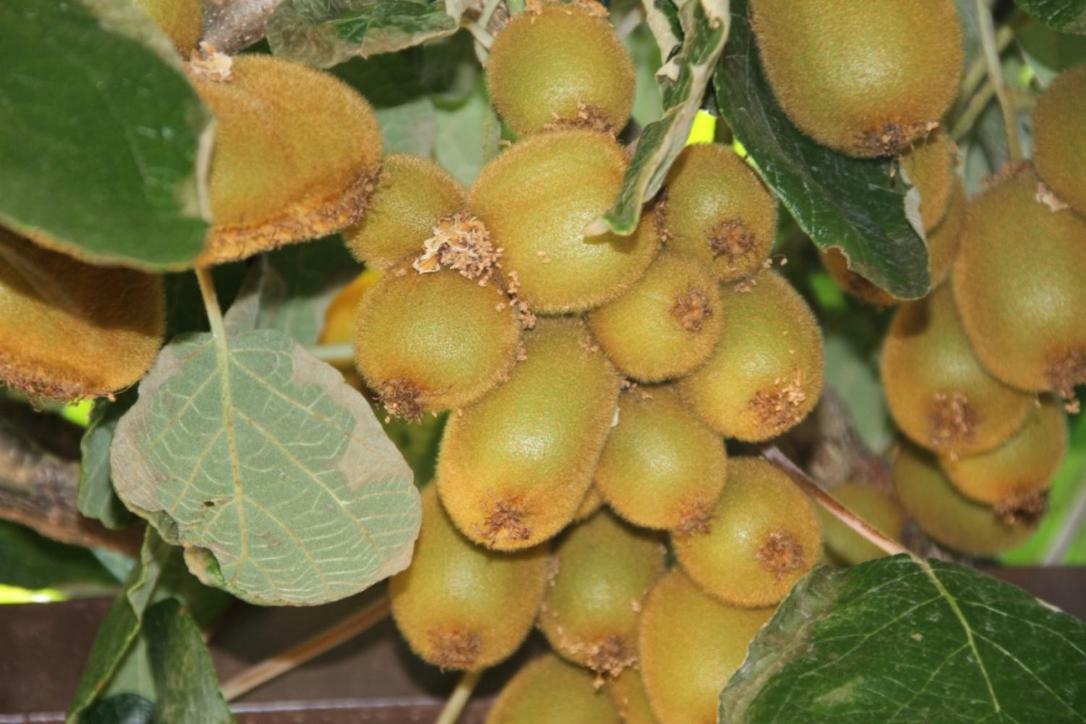 Premantura Olive Garden 빌라 외부 사진
